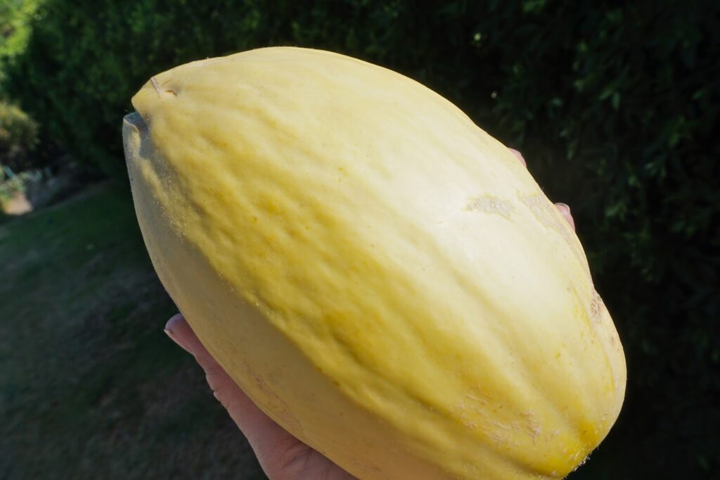 Banana Melon