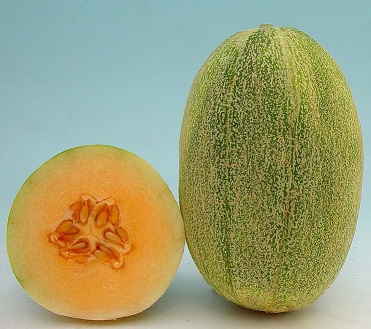 New Century Melon