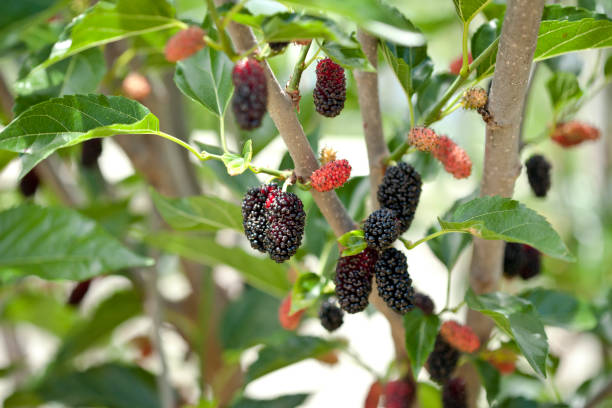 ripening fruit on a miniature mulberry tree