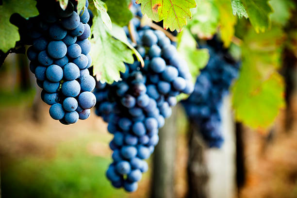 Grape health benefits - cardiovascular protection