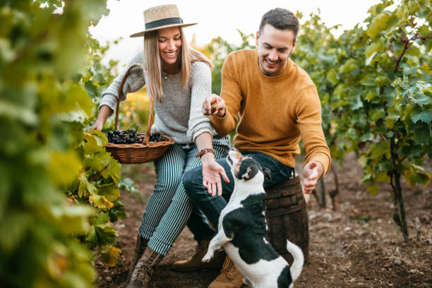 Grape harvest - grapes with dogs