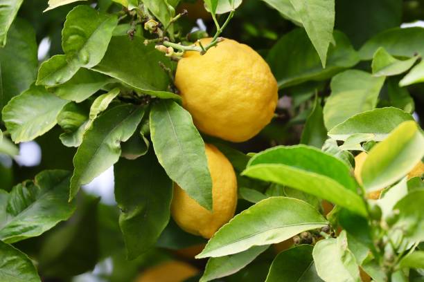 Corfu Etrog Lemons