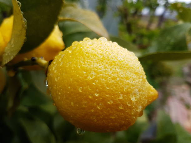 Dorshapo Lemons