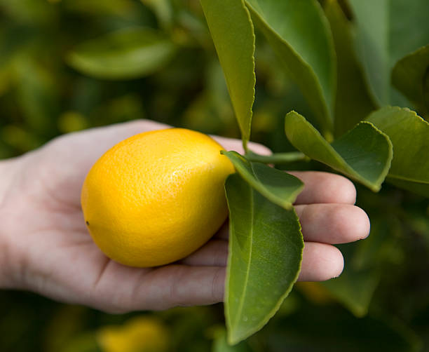 Meyer Lemon