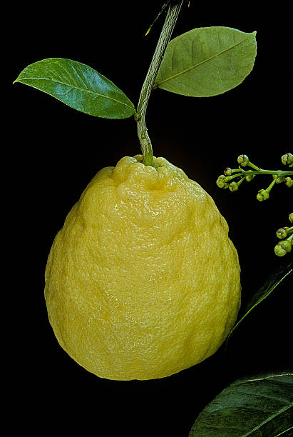 Ponderosa Lemon