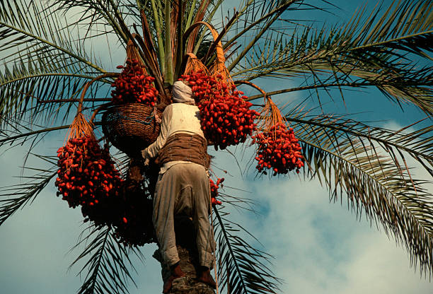 palm tree and dates fruit