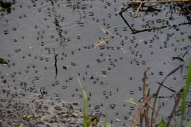 Mosquitos On Water Surface