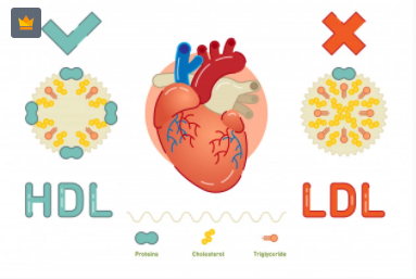 hdl and ldl